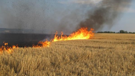 Інформаційна довідка щодо запобігання низових пожеж та охорони врожаю зернових від пожеж в області